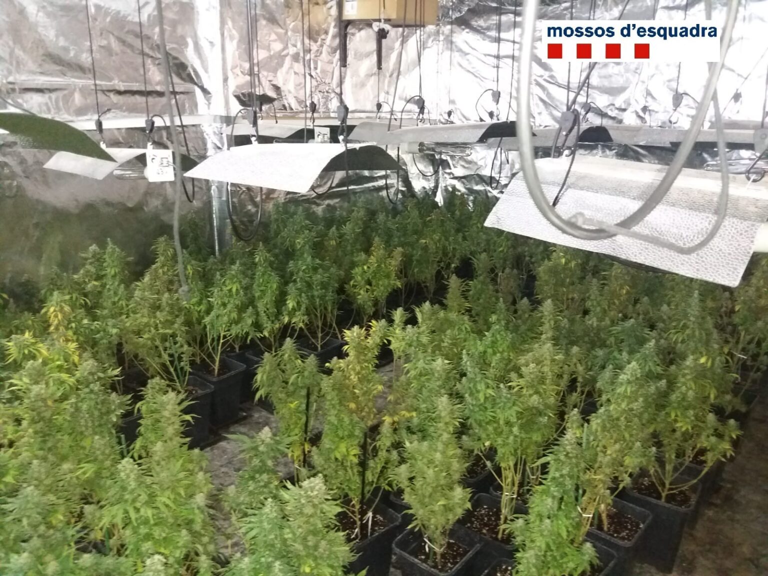 Cinc detinguts per cultivar marihuana en domicilis d’Igualada i Piera