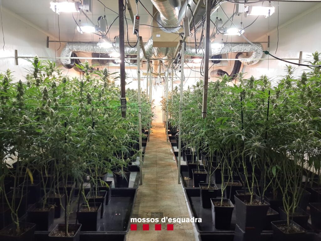 Dos detinguts per cultivar 1.200 plantes de marihuana en una fàbrica de la Torre de Claramunt
