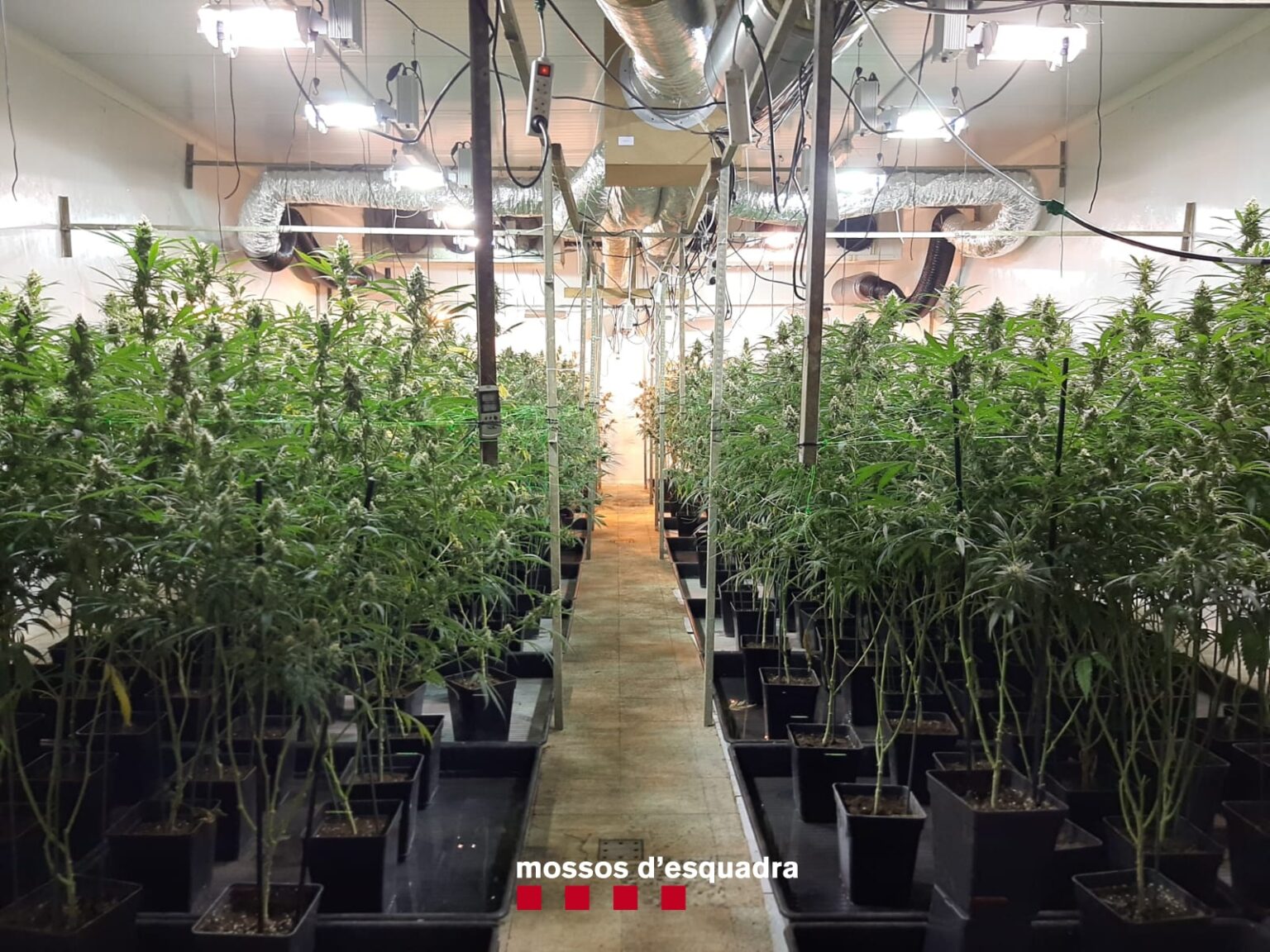 Dos detinguts per cultivar 1.200 plantes de marihuana en una fàbrica de la Torre de Claramunt