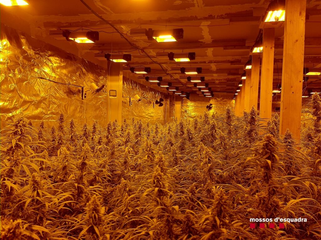 Desarticulat un grup criminal que cultivava marihuana a Igualada i la Pobla de Claramunt