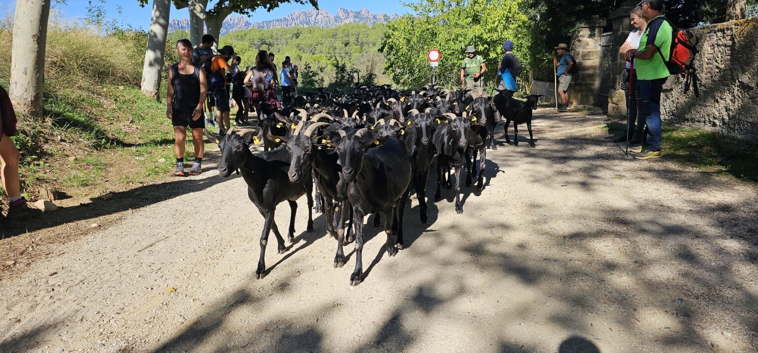 El Camí Ramader de Marina farà parada als Hostalets de Pierola