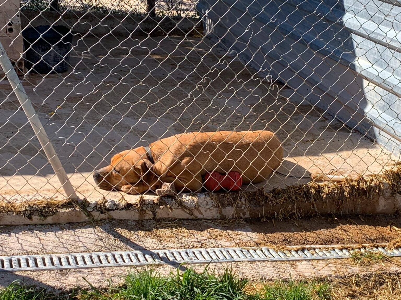 La protectora APAN adverteix que els animals estan en perill per les dificultats per accedir al seu refugi