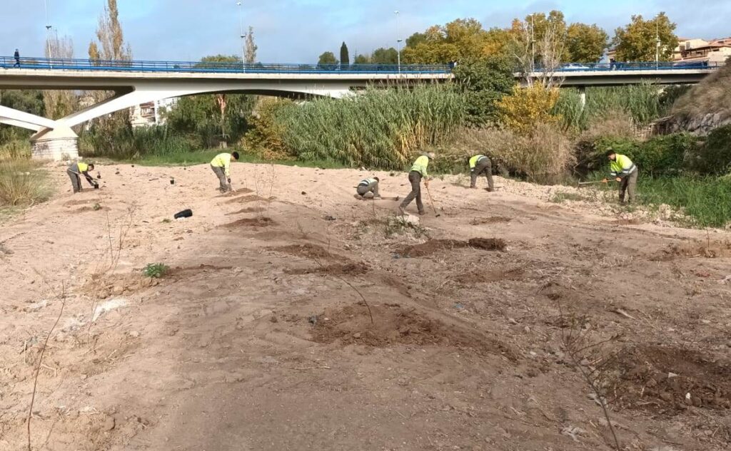 La Mancomunitat planta vegetació autòctona a la llera del riu Anoia i retira els rebrots de canya americana