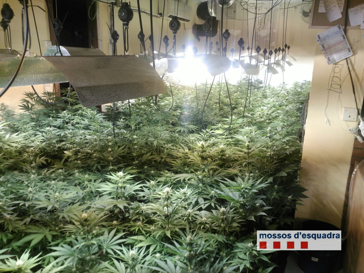 Quatre detinguts per cultivar més d’un miler de plantes de marihuana en una casa de Piera