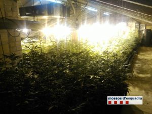 Plantaci&oacute; de marihuana en una casa de Piera