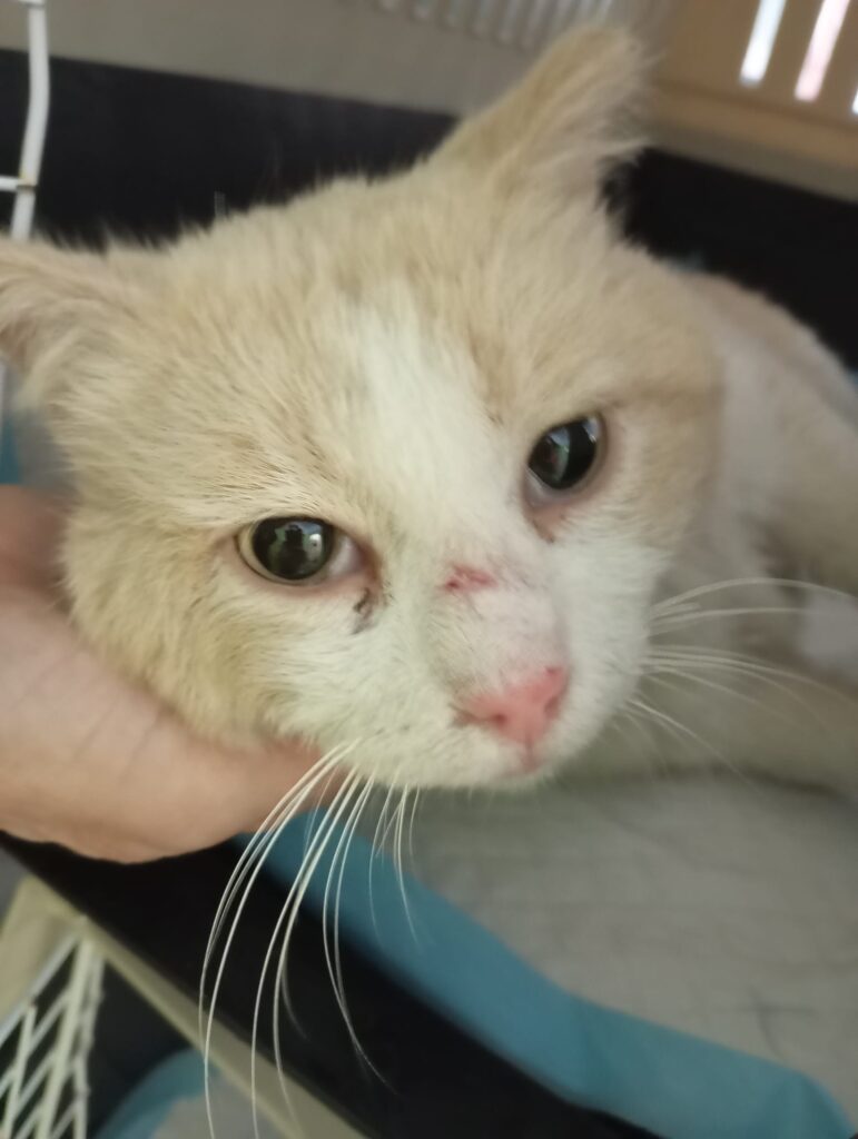 L’Ajuntament de Jorba fa una campanya d’esterilització a les colònies felines del municipi