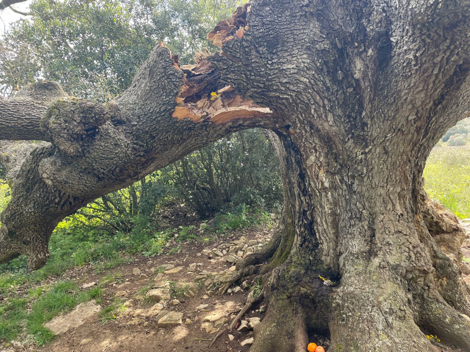 L’Ajuntament de la Llacuna actua per preservar el Roure d’Ancosa, un dels arbres monumentals del municipi