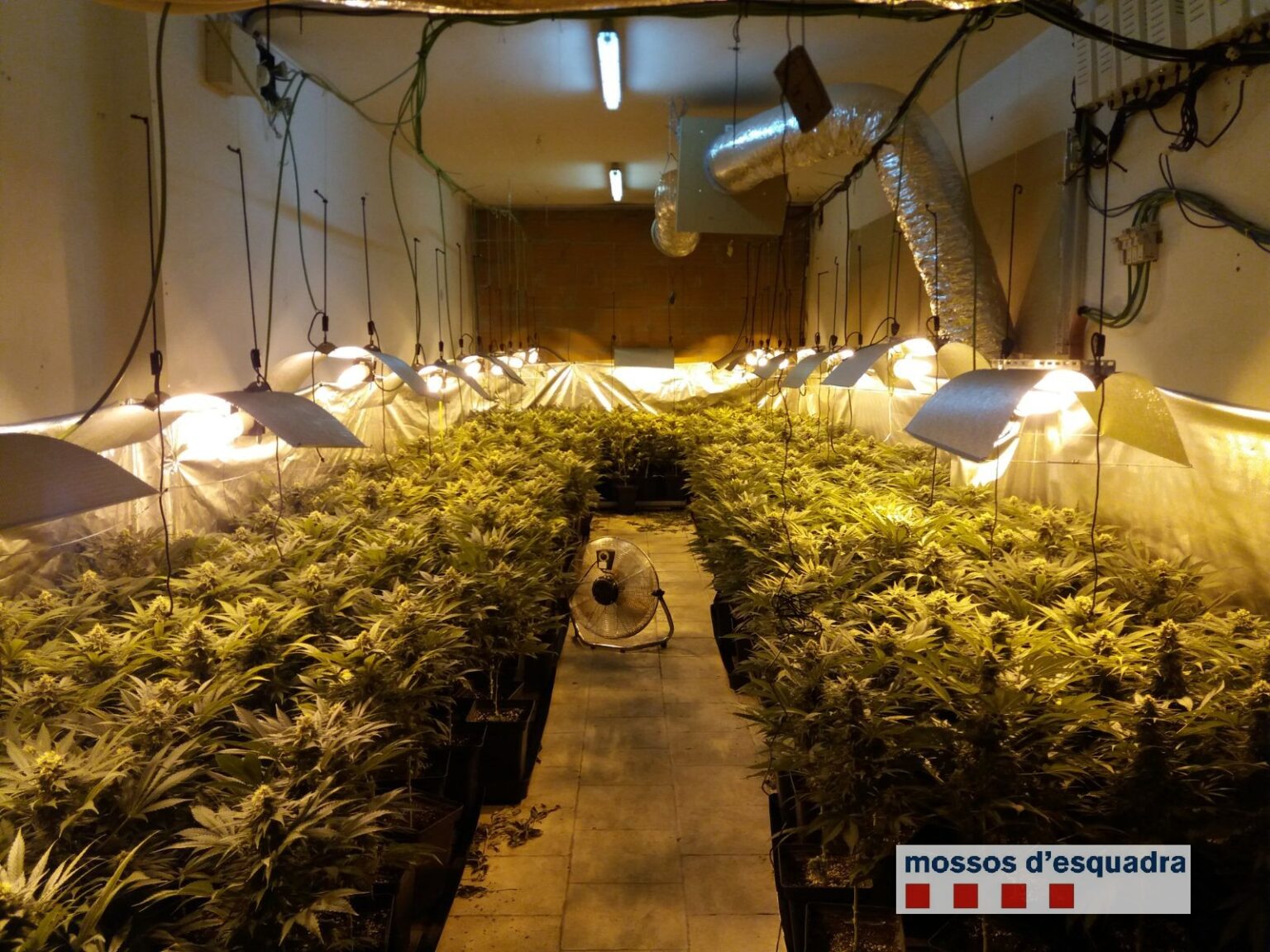 Quatre detinguts per cultivar més de 4.500 plantes marihuana en tres cases de l’Anoia