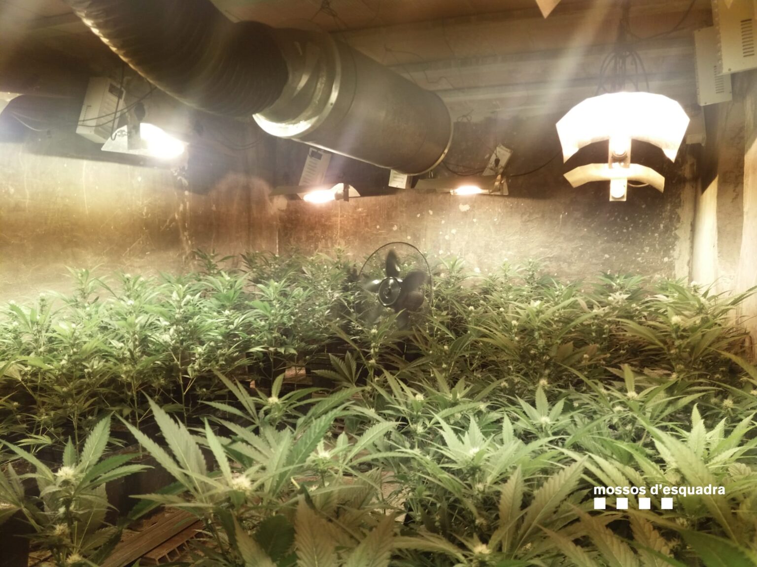 Un detingut per cultivar plantes de marihuana en una casa de Cabrera d’Anoia