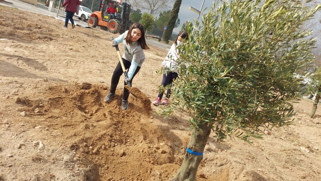 El Consell de la Infància d’Igualada planta més d’una setantena d’oliveres
