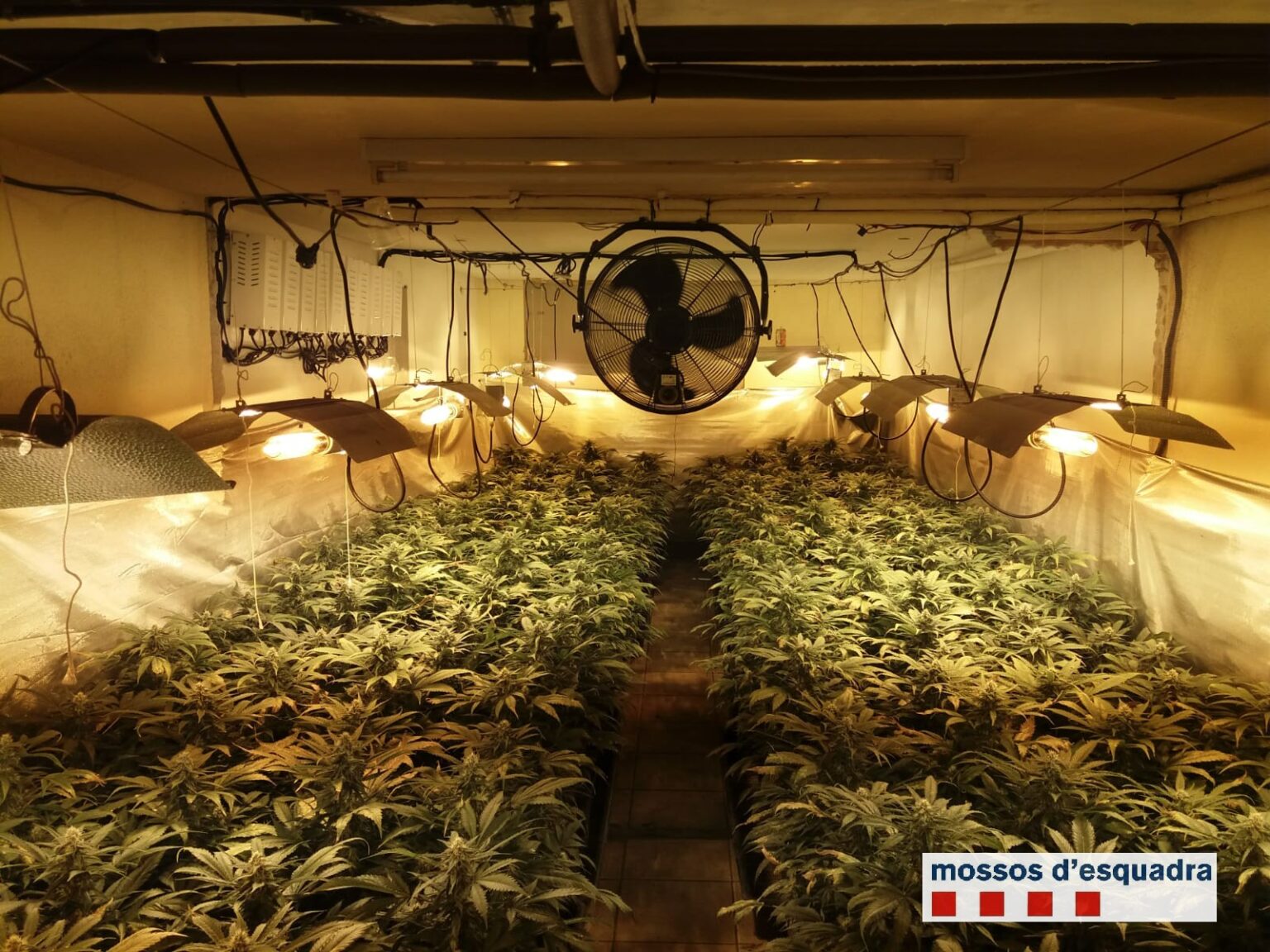 Un detingut per tenir més de 700 plantes de marihuana en una casa de La Llacuna