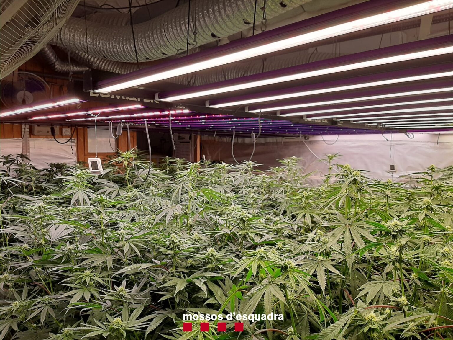 Dos detinguts a Òdena per cultivar prop de 600 plantes de marihuana