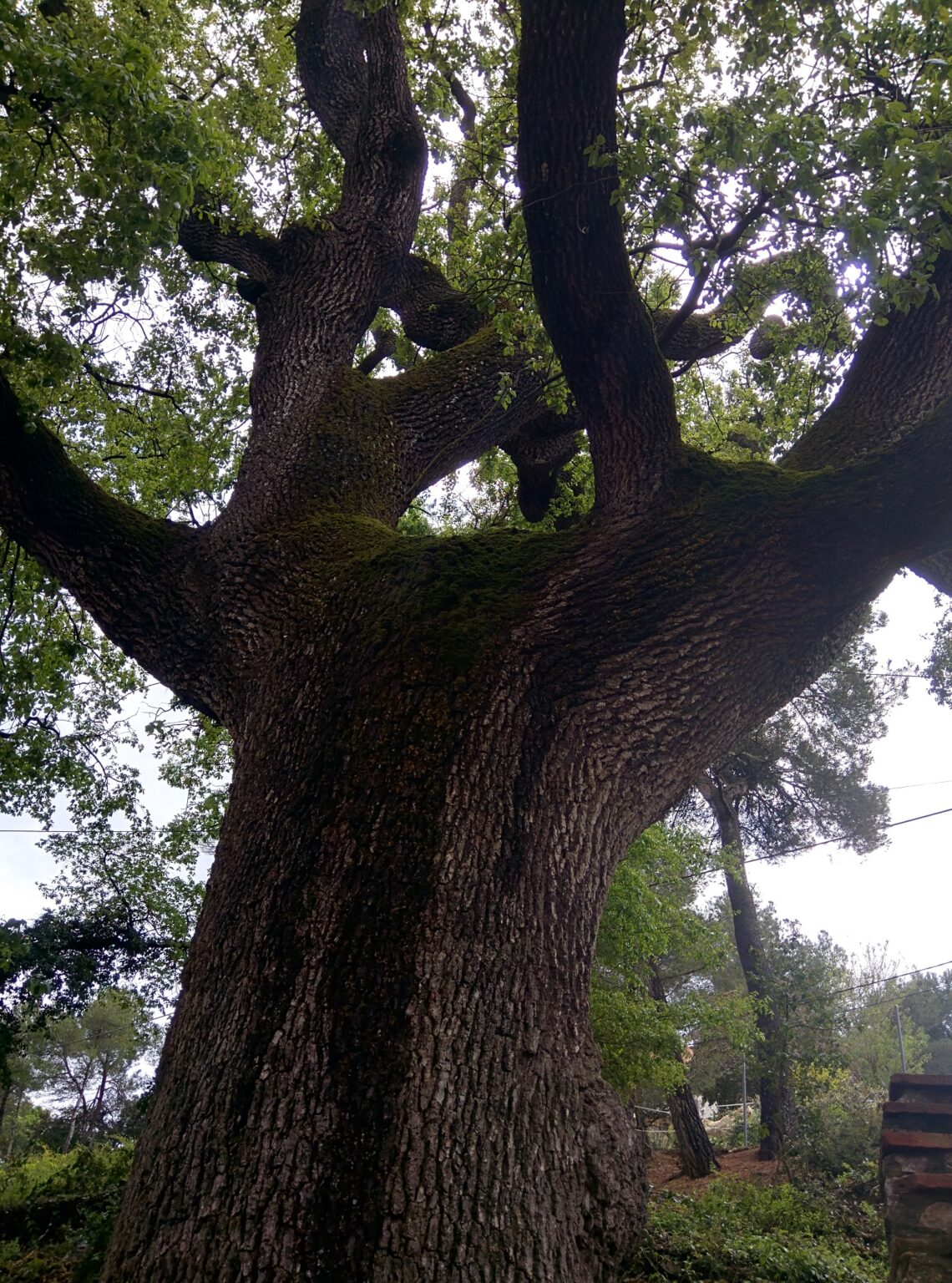 El roure de les Pinedes de l’Armengol, declarat arbre d’interès comarcal