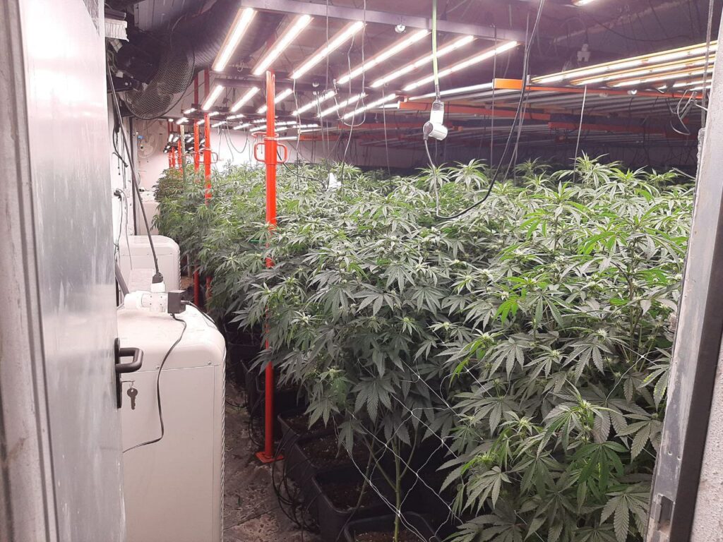 Desmantellen una plantació de marihuana en una masia de Santa Maria de Miralles
