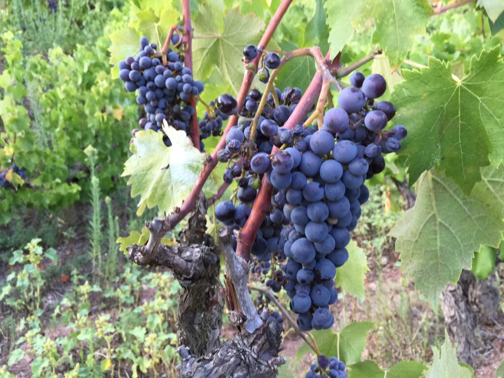 Els vins fets a la Conca d’Òdena es reivindicaran a la festa del vi novell