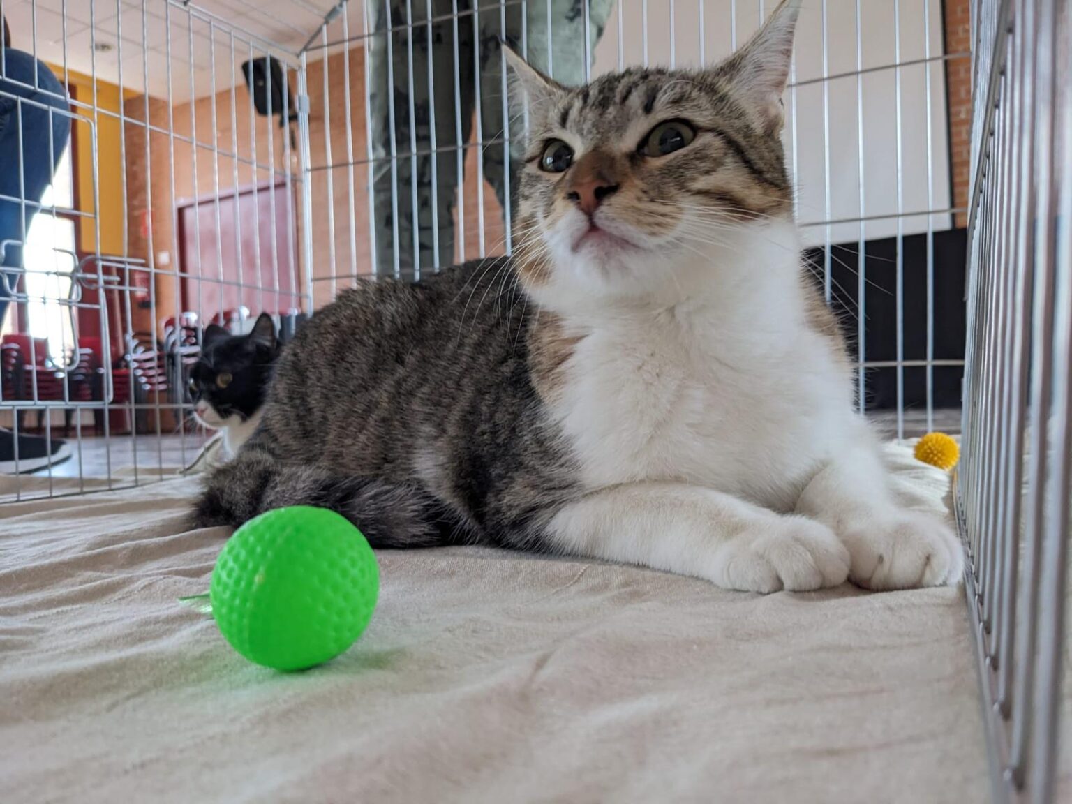 Dissabte, nova jornada d’adopció de Montgats