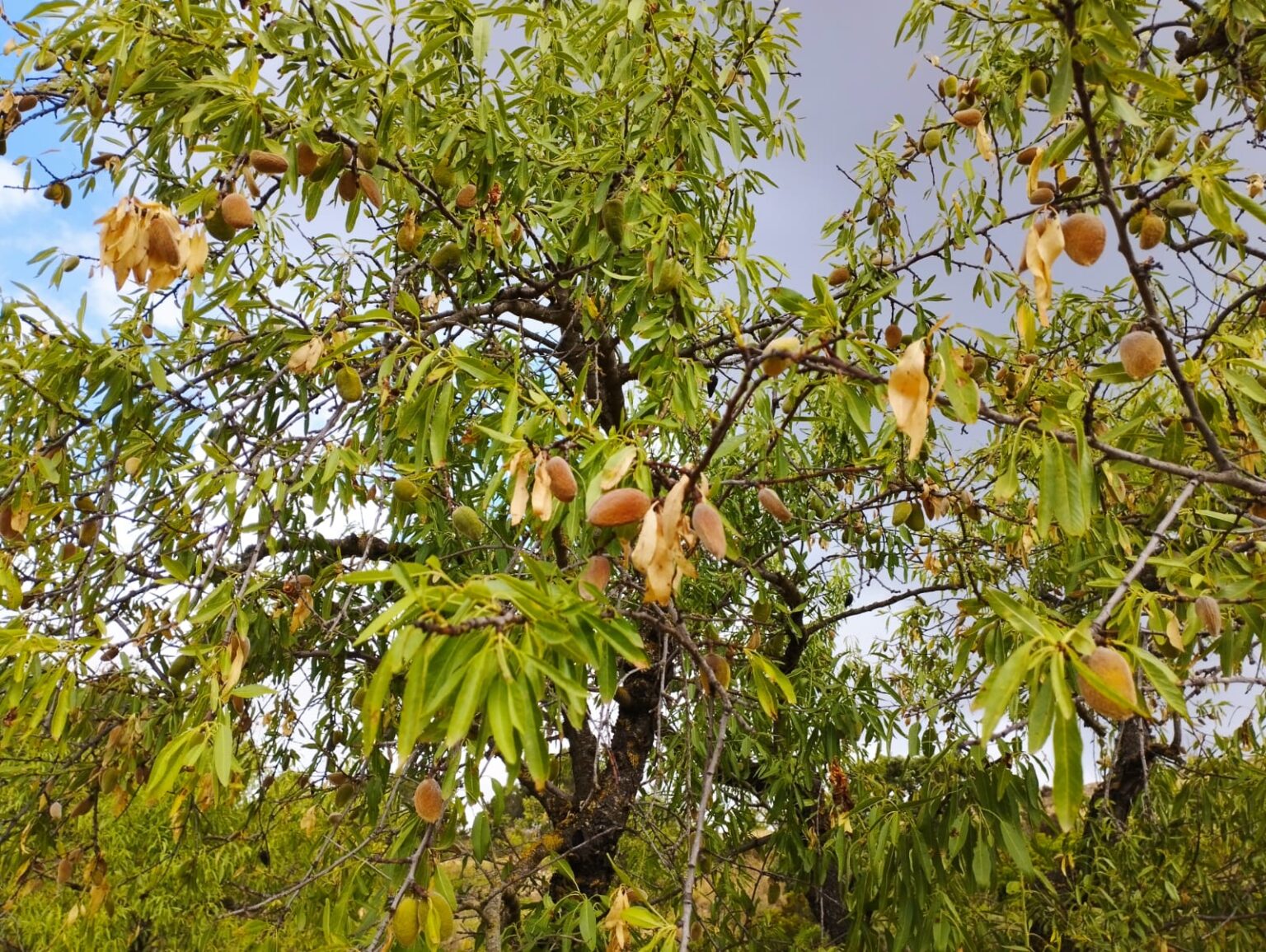 Una nova plaga perjudica la collita d’ametlla de la Conca d’Òdena