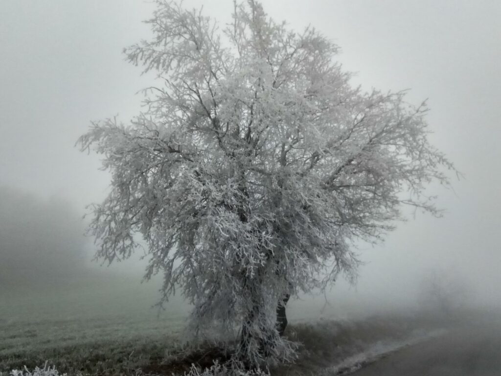 L’any comença amb boira gebradora a l’Alta Anoia