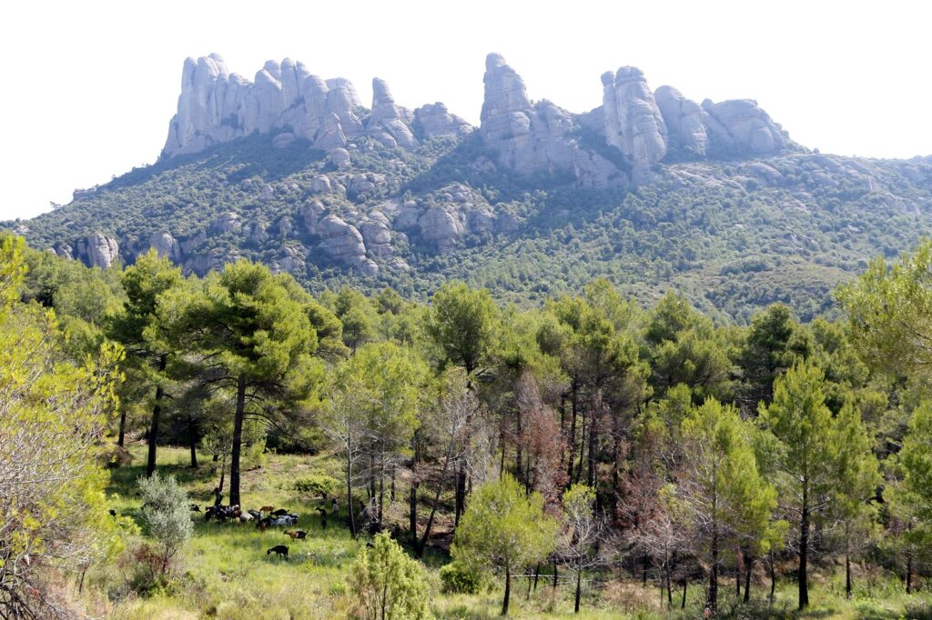 Proven a l’entorn de Montserrat un model de gestió forestal que ajuda a frenar els incendis
