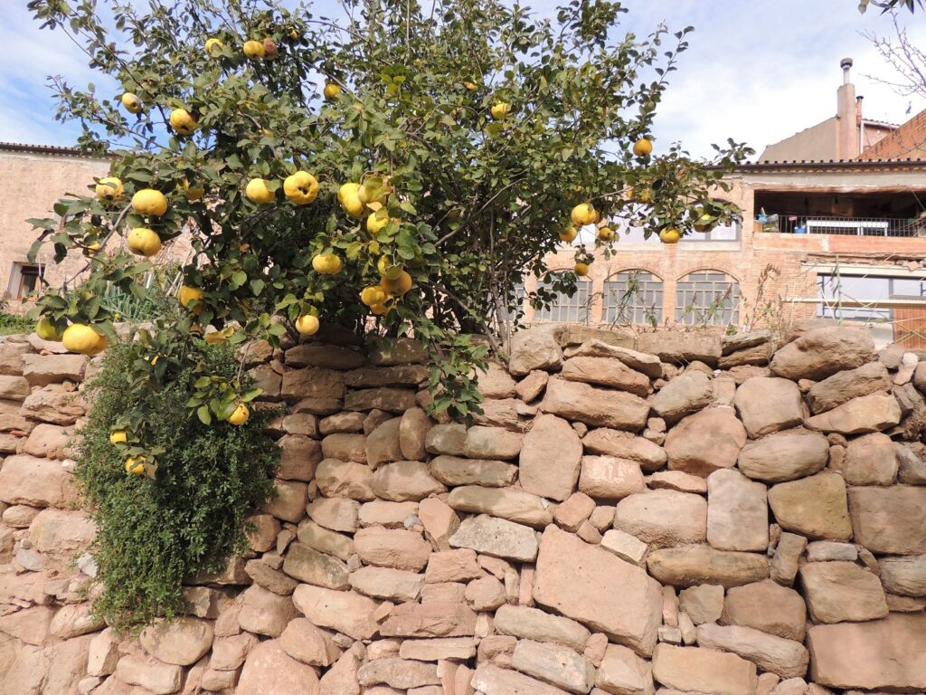 Eixarcolant recuperarà 200 varietats tradicionals de fruiters de l’Anoia