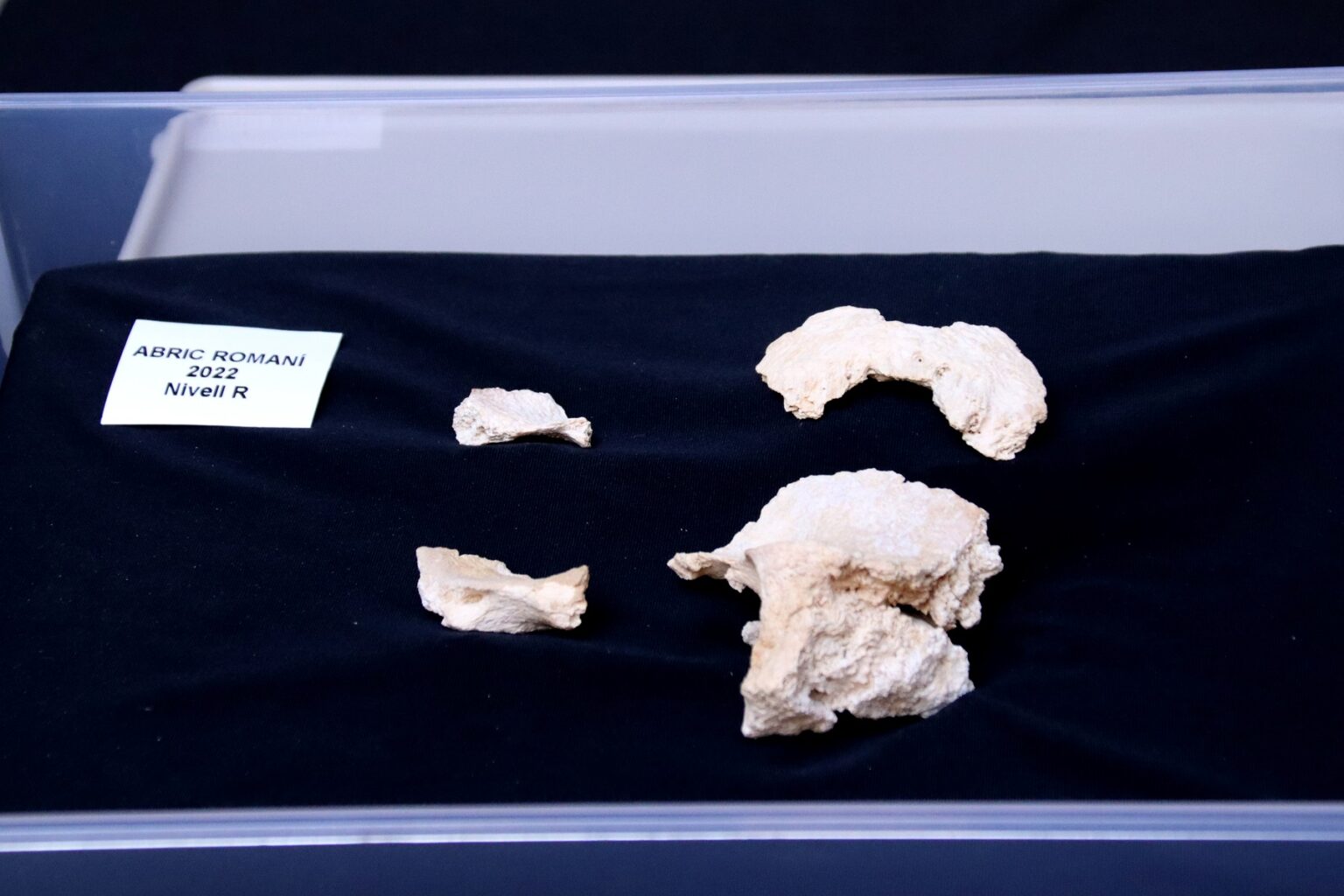Apareixen fragments d’un crani de neandertal a l’Abric Romaní, les primeres restes humanes trobades al jaciment