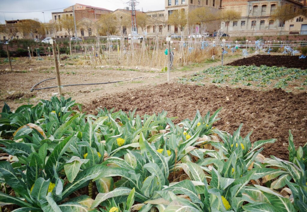 L’Ajuntament d’Igualada crearà un nou hort per nodrir el Banc de Queviures
