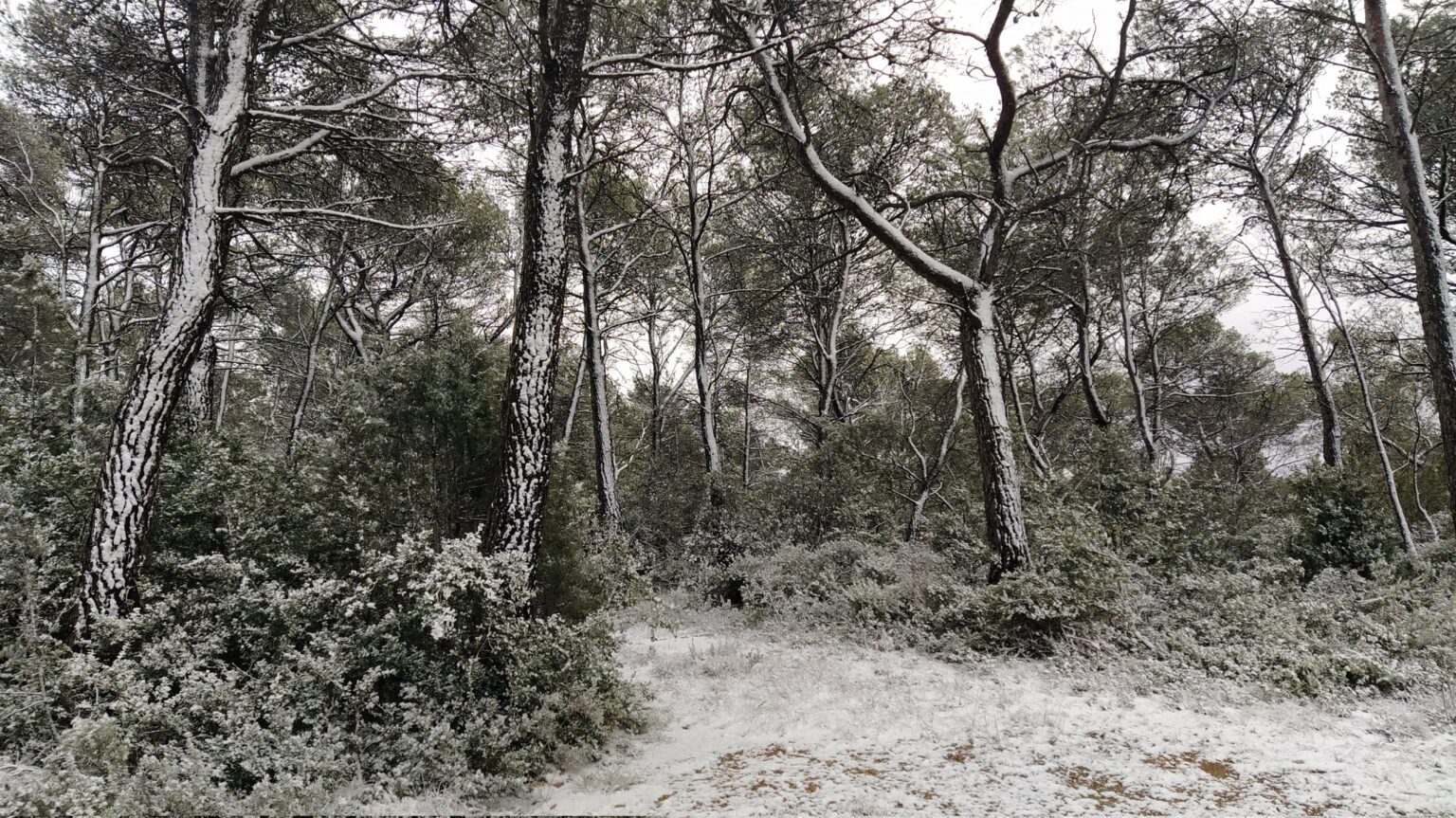 La neu enfarina punts elevats de l’Anoia