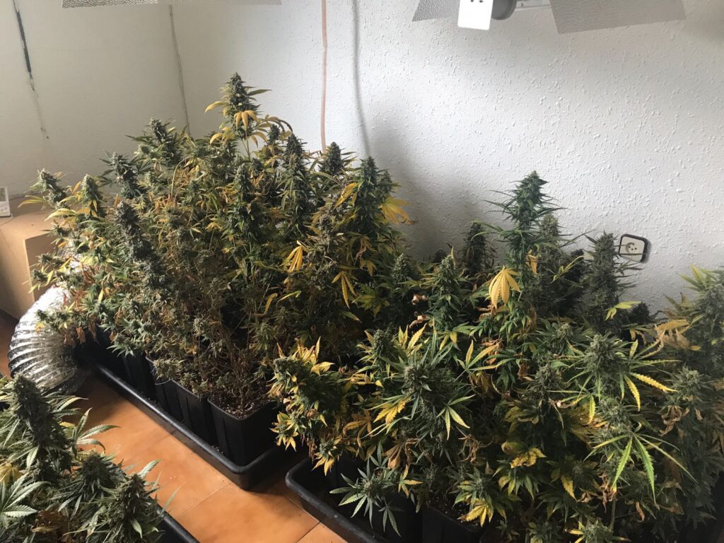 Dos detinguts per tenir una plantació de marihuana als Hostalets de Pierola