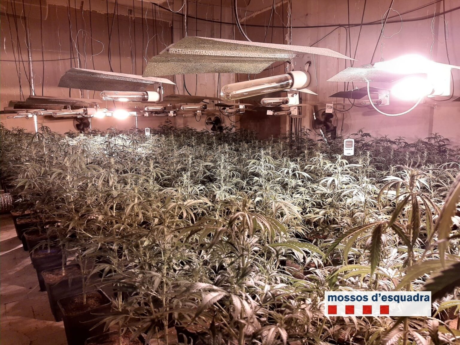 Dos detinguts per cultivar marihuana en una nau en desús d’Igualada