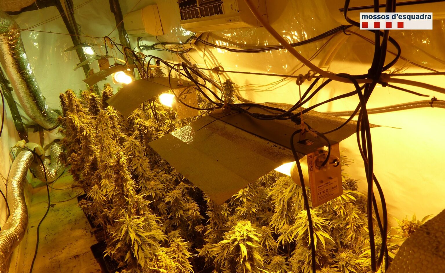 Un detingut a Igualada per tenir més de 800 plantes de marihuana a casa seva