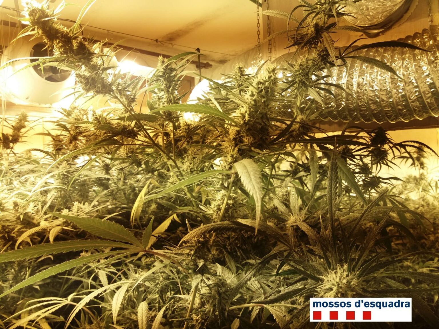 Tres detinguts per tenir una plantació de marihuana en una casa de la Torre de Claramunt