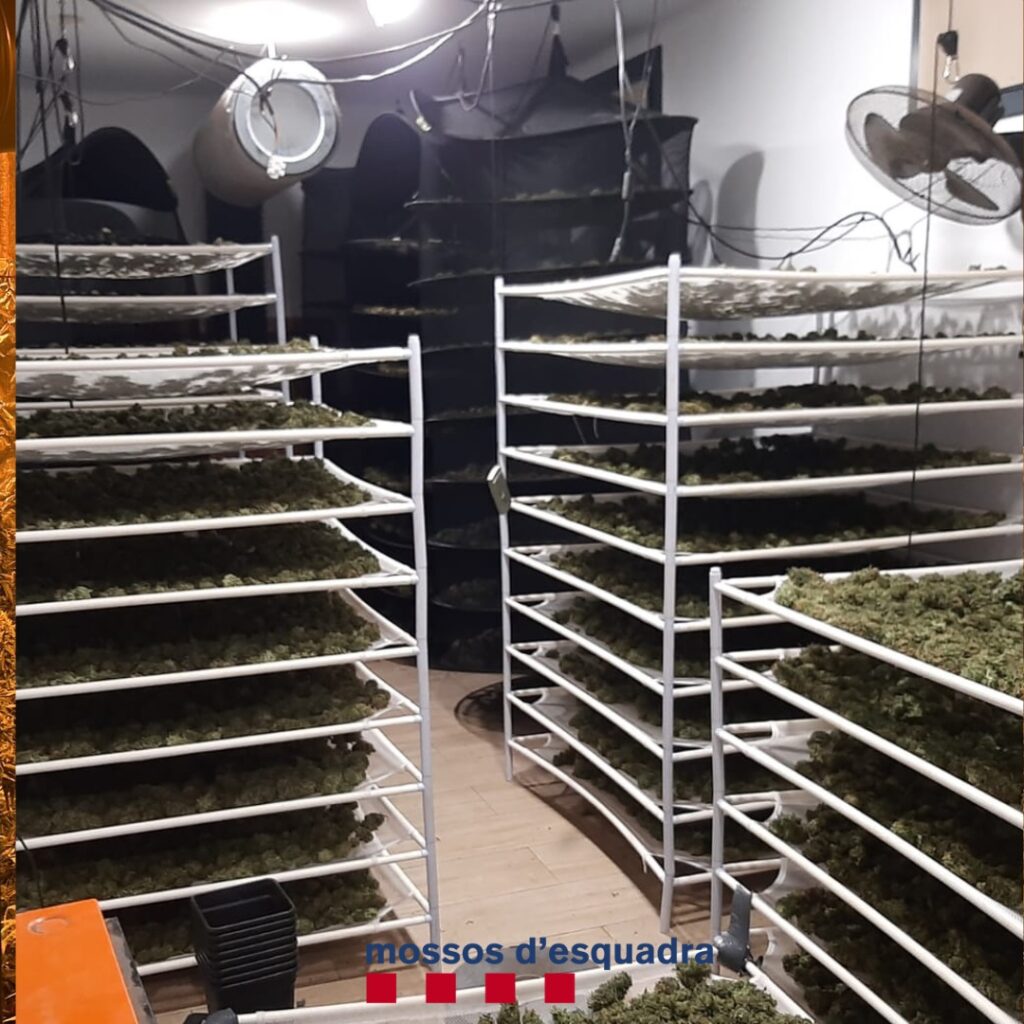 Quatre detinguts per cultivar 81 quilos de marihuana a la Torre de Claramunt
