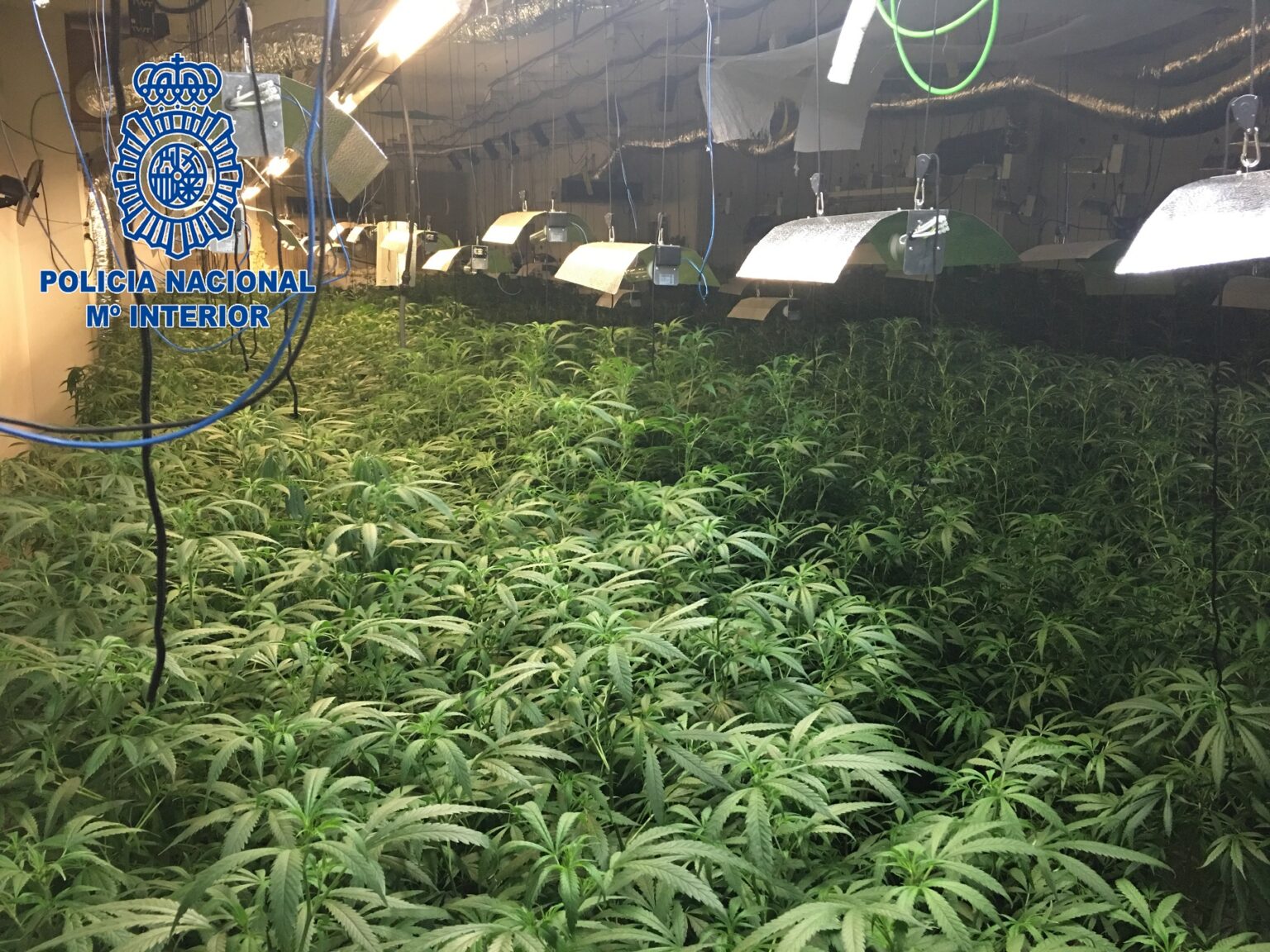 Desmantellada una plantació de marihuana en una casa de Masquefa