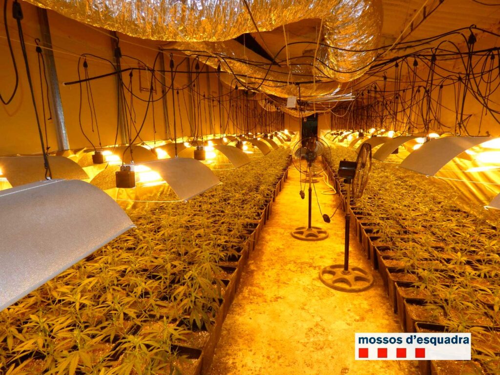 Desmantellen una segona nau a Montbui amb 1.500 plantes de marihuana