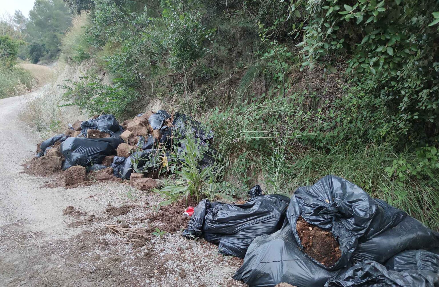 Apareixen en un camí de Montbui les restes d’un cultiu de marihuana