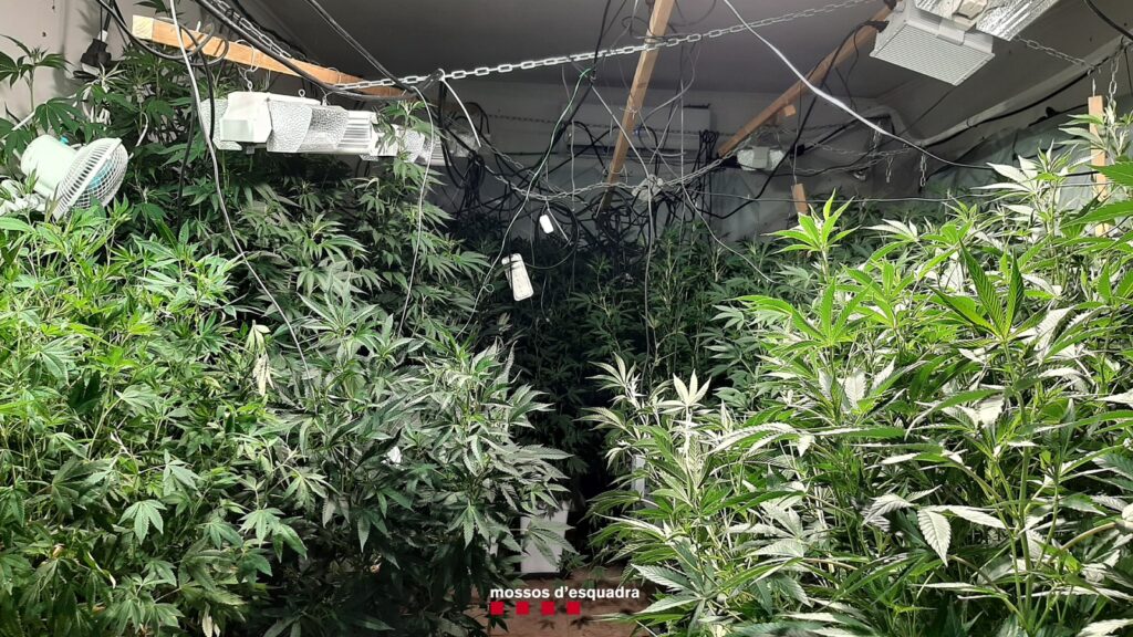 Un detingut per cultivar 2.320 plantes de marihuana en una masia d’Òdena