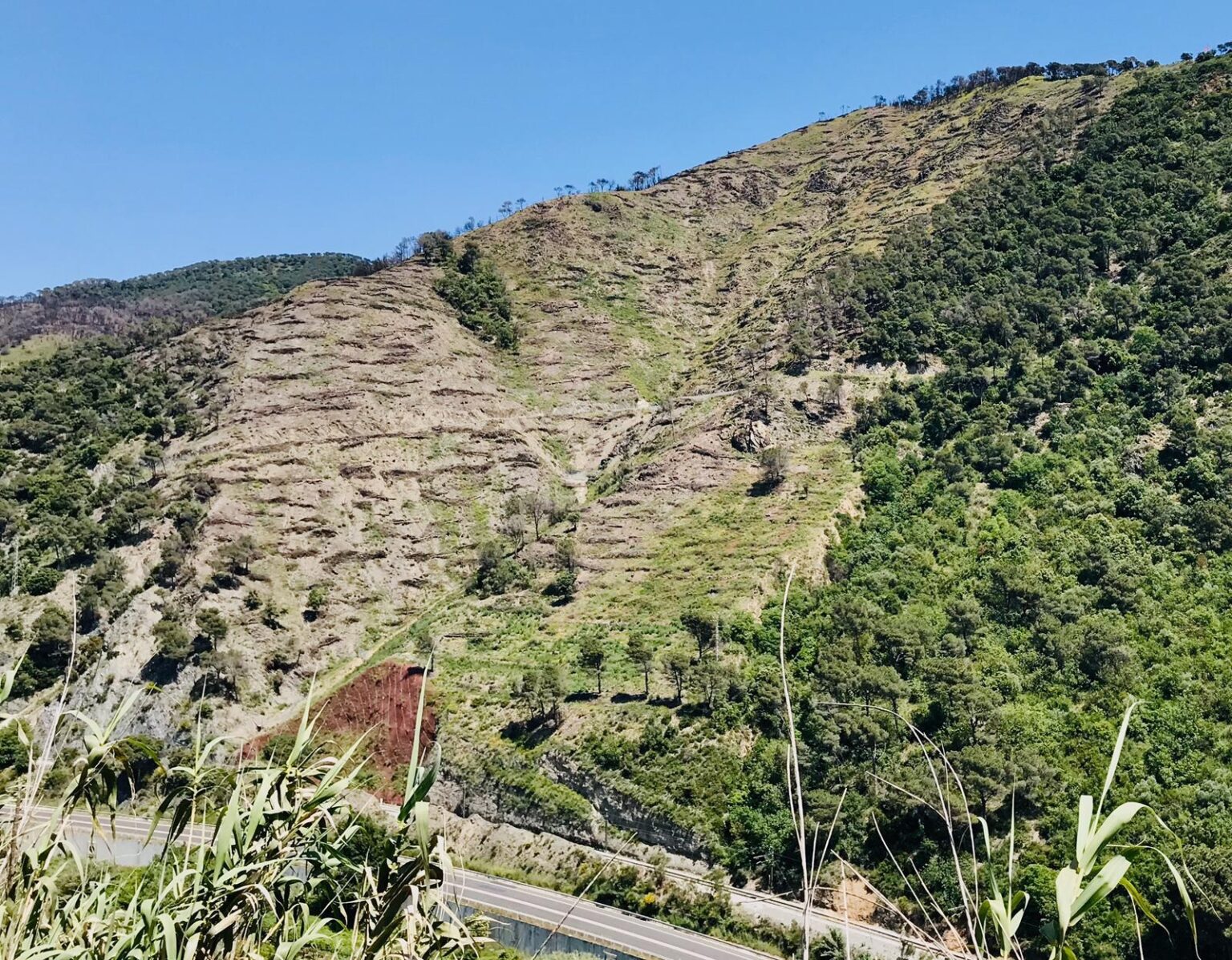 Capellades treballa per recuperar la muntanya de Miramar, afectada per un incendi l’any passat
