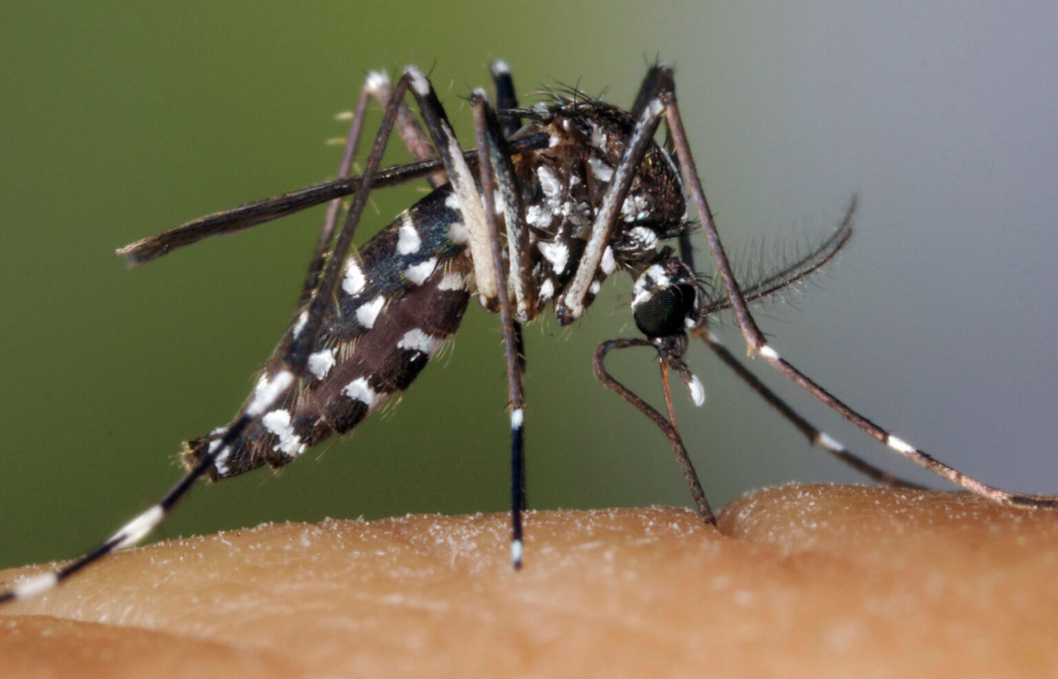 Campanya a Igualada per evitar la proliferació del mosquit tigre