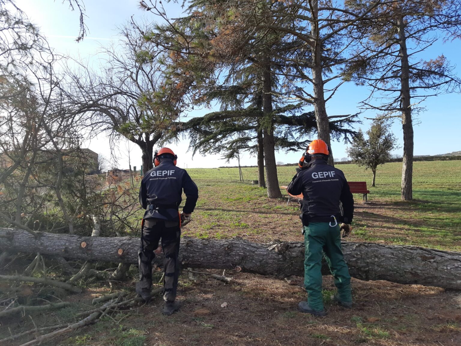Calaf fa front a la malaltia que afecta els pins del municipi
