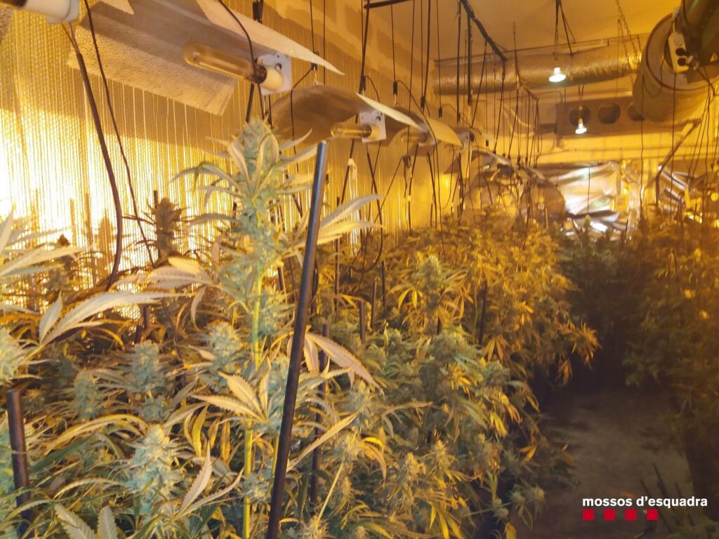 Dos detinguts acusats de cultivar més de 2.000 plantes de marihuana en una casa del barri de Sesoliveres d’Igualada