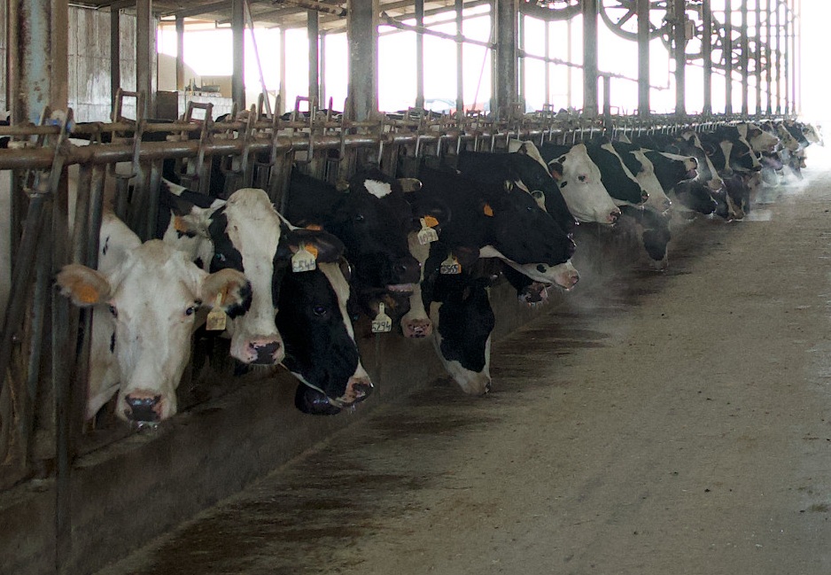 Agricultura estén la vacunació de la dermatosi nodular contagiosa a l’Anoia i 22 comarques més