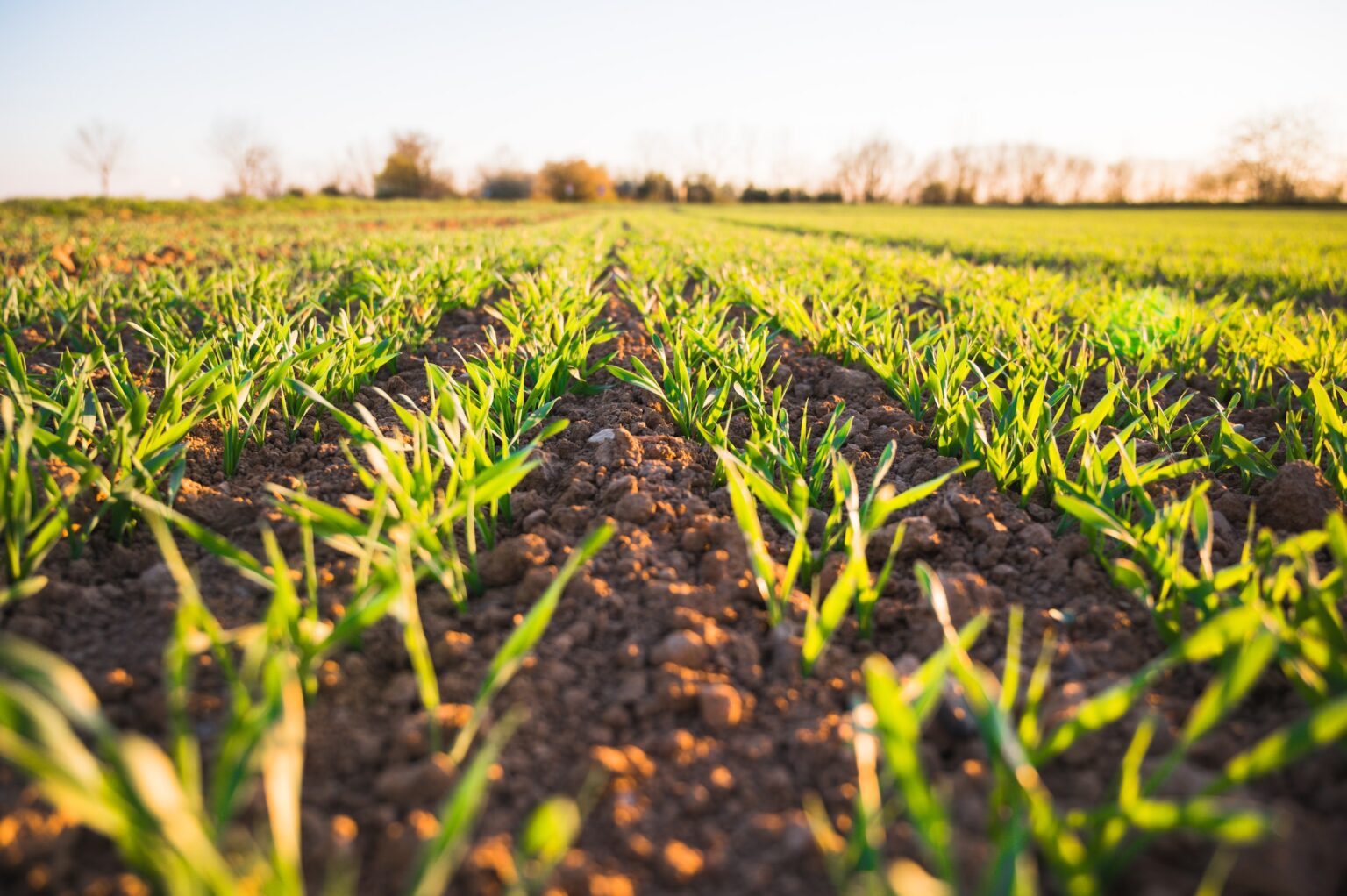 Una jornada de networking aplegarà el sector agroalimentari de l’Anoia
