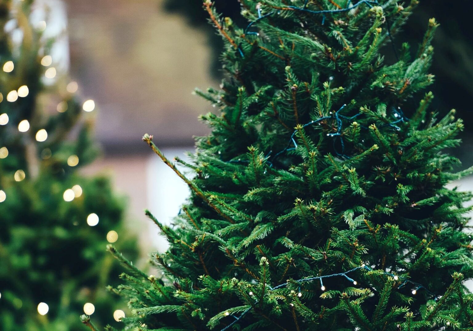 Igualada habilitarà punts per recollir arbres de Nadal