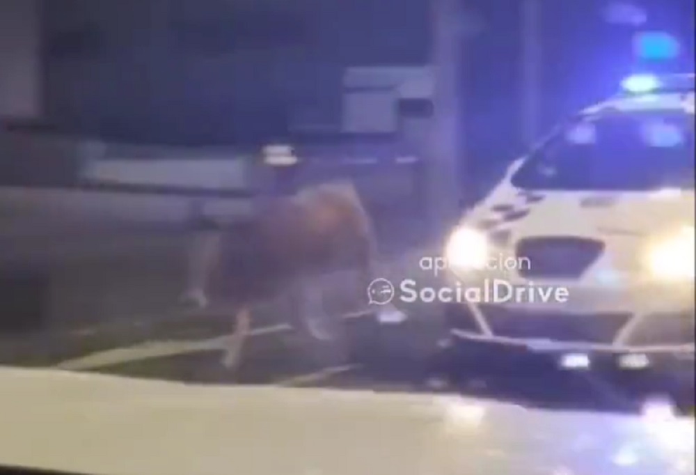 La Policia Local d’Igualada persegueix una vaca pel polígon de Les Comes