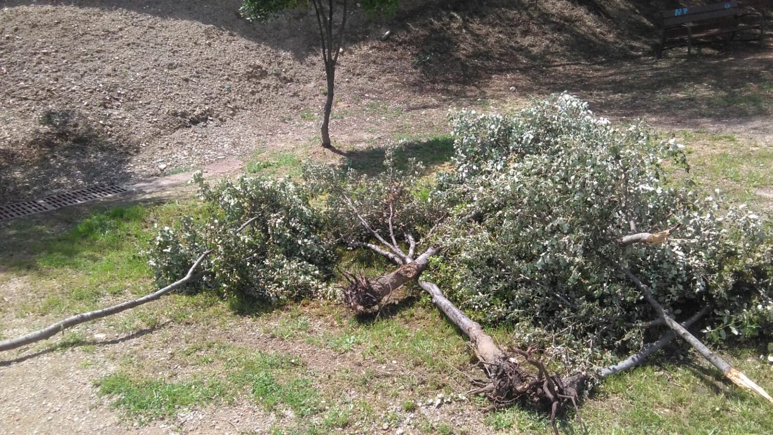 Investiguen destrosses al Bosc dels Infants de Masquefa