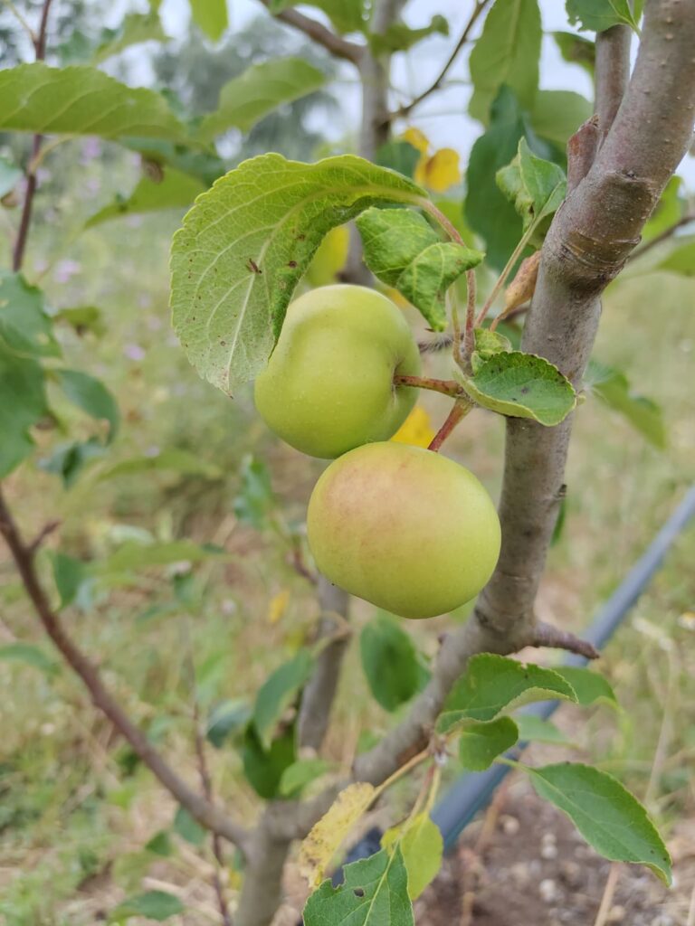 L’Arborètum de varietats tradicionals d’Eixarcolant comença a donar els primers fruits