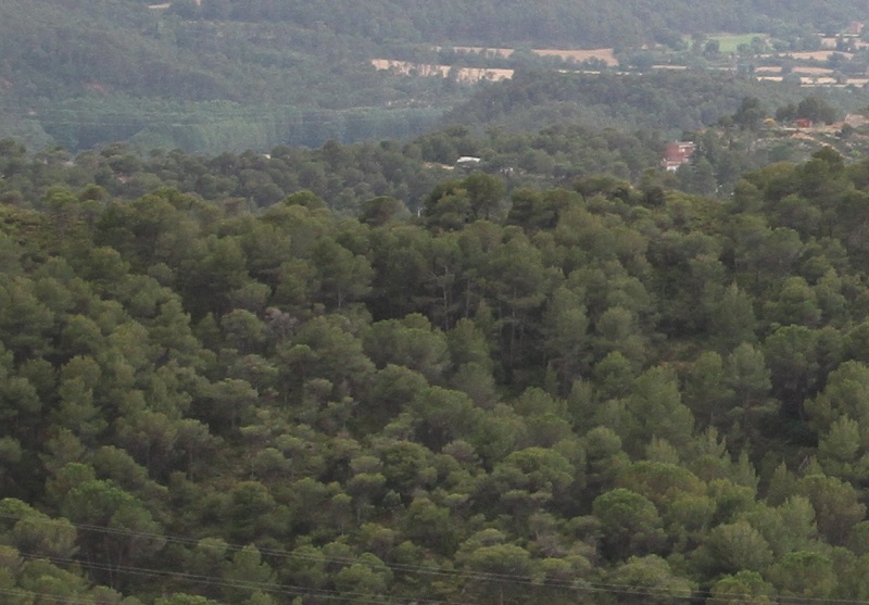 Ecologistes en Acció reclama l’aprovació del Pla de Gestió de les Serres de Miralles-Queralt
