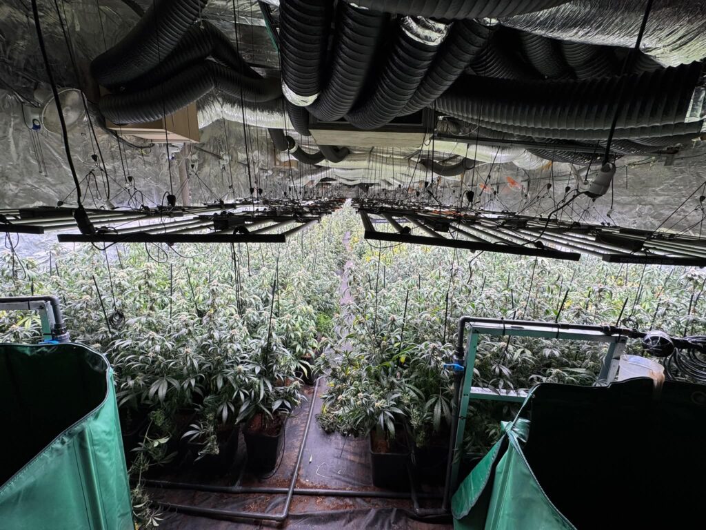 Quatre detinguts per cultivar unes 3.300 plantes de marihuana a Sant Esteve Sesrovires i Piera