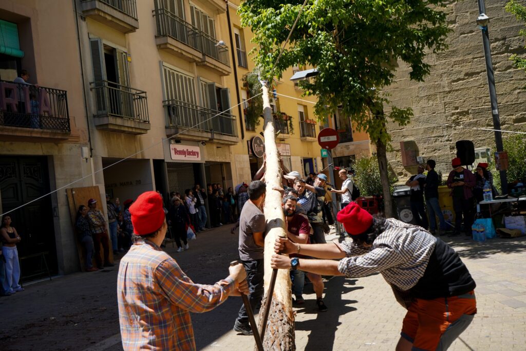 L’arbre de Maig torna a alçar-se a Igualada