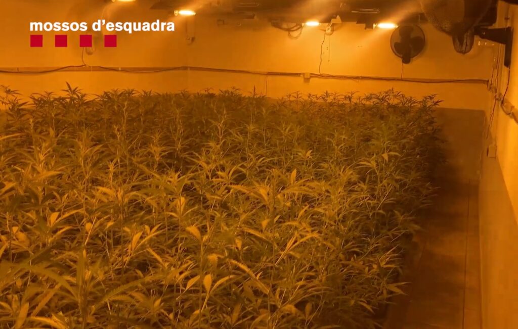 Desarticulat un grup criminal internacional que tenia una plantació de marihuana a l’Anoia